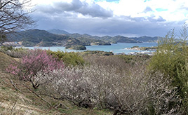 丘の上のウメが見頃！早春の松軒山公園へドライブ 愛媛県愛南町