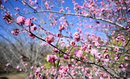 温暖な安房でカンザクラやウメ、ナノハナが咲く！花スポットをドライブしよう　千葉県南房総市