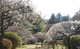 ウメやショウブが咲く広い庭園！黄門さまゆかりの「西山の郷　桃源」　茨城県常陸太田市