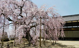 歌舞伎舞台がある小学校校舎に咲くサクラ！名桜スポットやイチゴ園を車でめぐろう　長野県飯田市