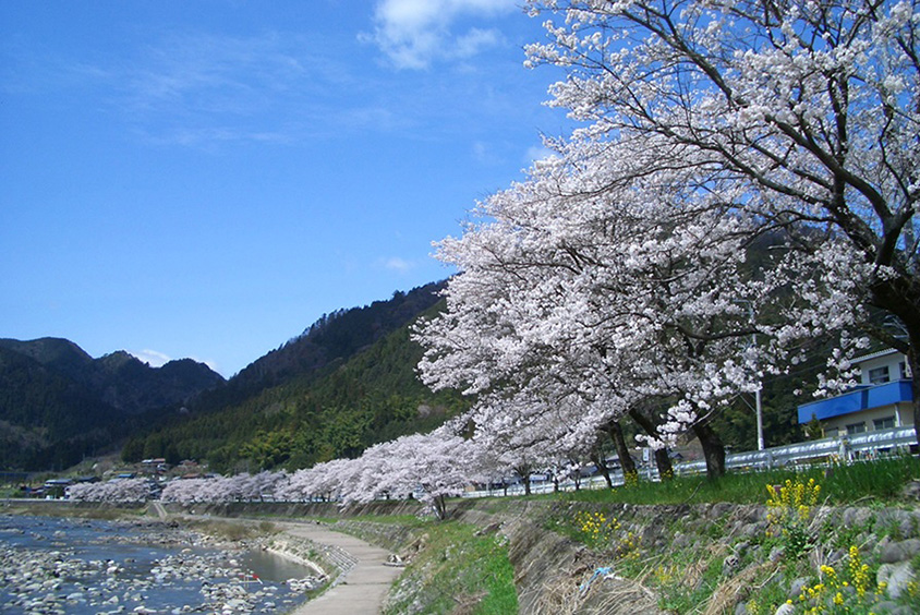 満開のソメイヨシノが続く「桜街道」！清流・長良川沿いをドライブ