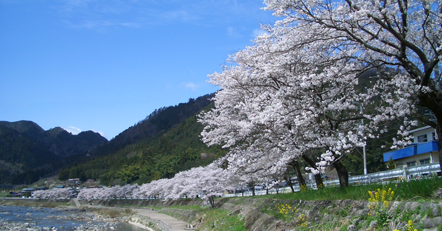 満開のソメイヨシノが続く「桜街道」！清流・長良川沿いをドライブ