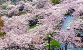 参道脇のサクラが美しく咲く！神社や公園でお花見を満喫　熊本県菊池市