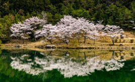 リフレクションが美しい！水面に映るサクラやドウダンツツジのトンネルへドライブ　三重県大台町