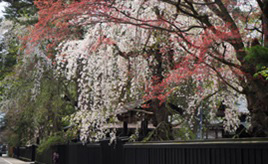 黒板塀に映えるシダレザクラ！みちのくの春の花々を愛でよう　秋田県仙北市