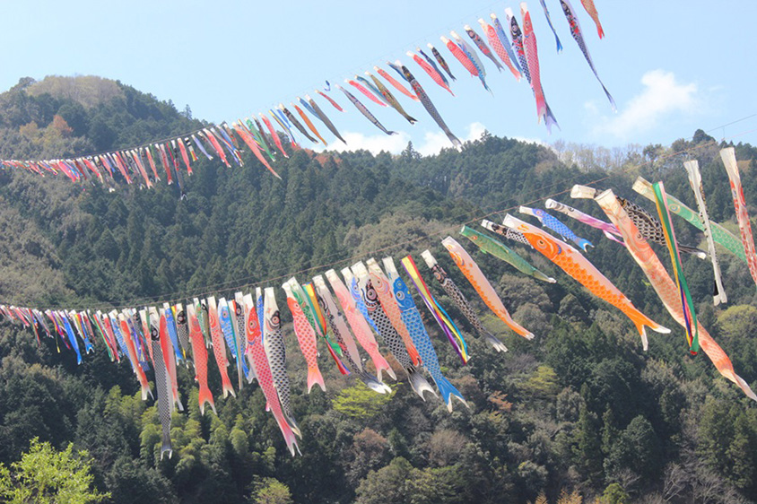 鯉のぼり こいのぼり 4.0メートル 清流・四万十川の川面を500匹が舞う！毎年恒例「こいのぼりの川渡し