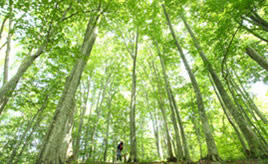世界自然遺産を体感！ガイドと歩くトレッキングコース「白神の森遊山道」　青森県鰺ヶ沢町
