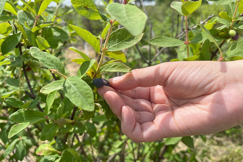 北の大地が育む青紫色のスーパーフルーツ！ハスカップ狩りに出かけよう