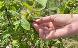 北の大地が育む青紫色のスーパーフルーツ！ハスカップ狩りに出かけよう　北海道大樹町