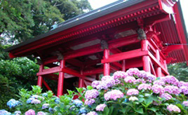 梅雨空に映える大輪の花！房総のあじさい寺「日運寺」へドライブ　千葉県南房総市