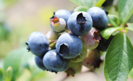 今が摘みどきの青く甘い果実！ブルーベリー狩りに出かけよう　京都府南山城村