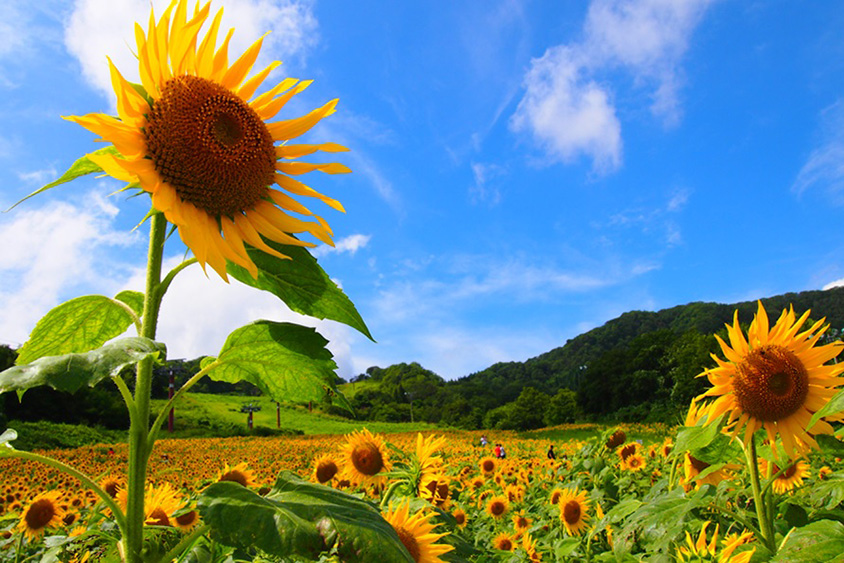 夏空と一面に咲くヒマワリ！ゲレンデの斜面を利用した三ノ倉高原の花畑 福島県喜多方市 | クルマ情報サイトｰGAZOO.com