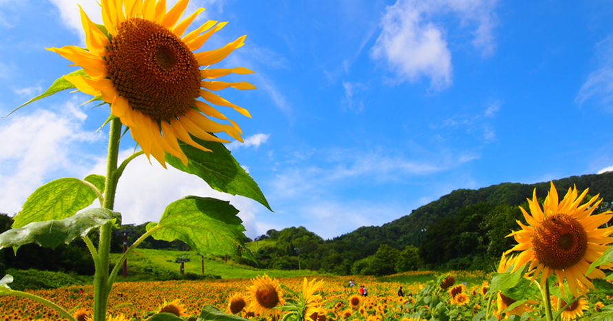 夏空と一面に咲くヒマワリ！ゲレンデの斜面を利用した三ノ倉高原の花畑