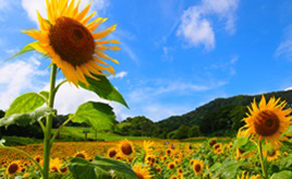 夏空と一面に咲くヒマワリ！ゲレンデの斜面を利用した三ノ倉高原の花畑　福島県喜多方市