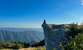 陽光を浴びてススキの穂がキラキラと輝く！火上岩も人気の生石高原　和歌山県有田川町