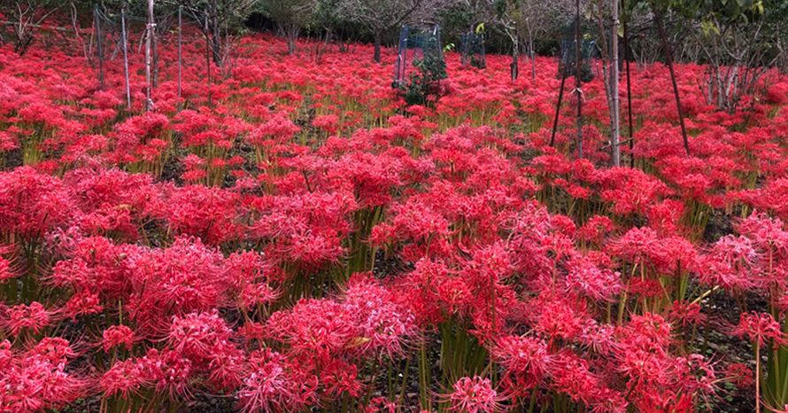真っ赤に染まる秋の花園！深山の曼珠沙華を見に行こう 埼玉県秩父市
