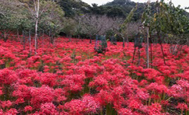 真っ赤に染まる秋の花園！深山の曼珠沙華を見に行こう　埼玉県秩父市