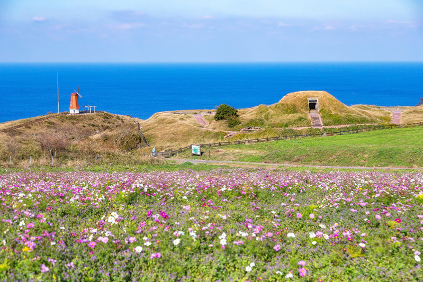 大島 海をバックにコスモスが咲き乱れる風車の丘へ！玄界灘に浮かぶ絶景離島