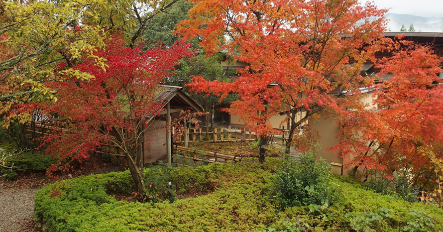 野村紅葉/A351 今年の紅葉写真いろいろ ＠福島・文知摺観音，三鷹市某所，丹波山村