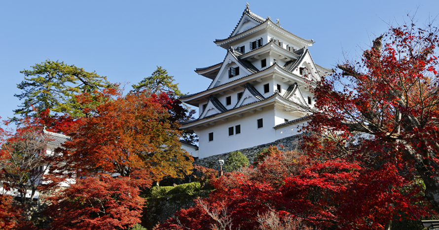 天守炎上」といわれる紅葉絶景！郡上八幡城やせせらぎ街道へドライブ