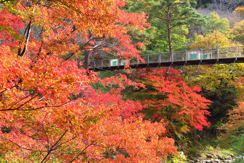 アンサンブル峰紅葉