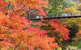 赤く燃え盛るようなモミジにイルミネーション！紅葉ドライブと温泉を満喫　長野県飯田市