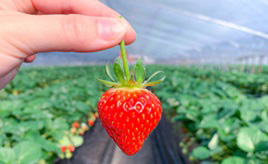 赤いつやつやのあすかルビーを頬張ろう！「あすかいちご狩りパーク」　奈良県明日香村