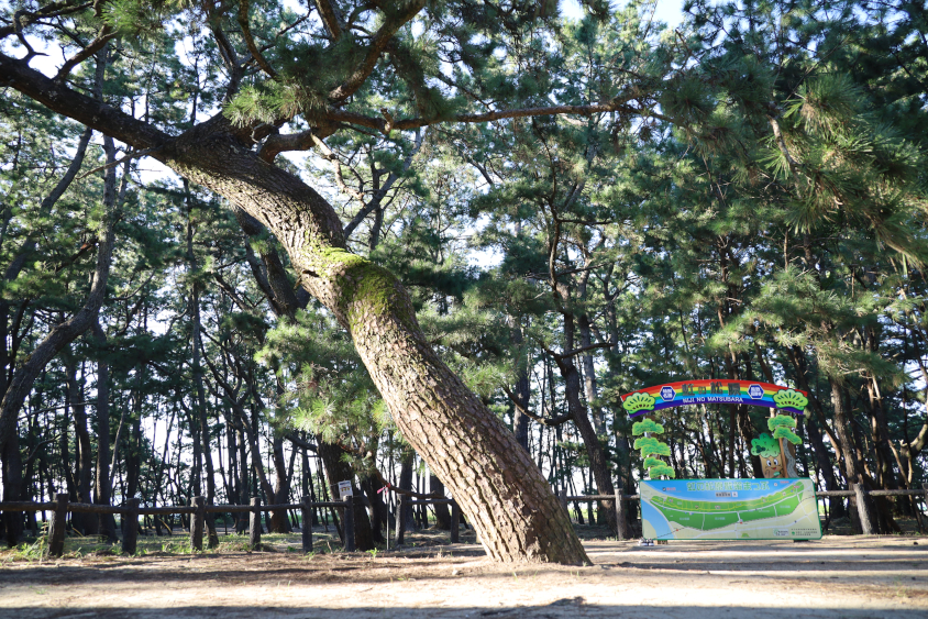 愛車広場 出張取材会 in 佐賀の会場の虹の松原