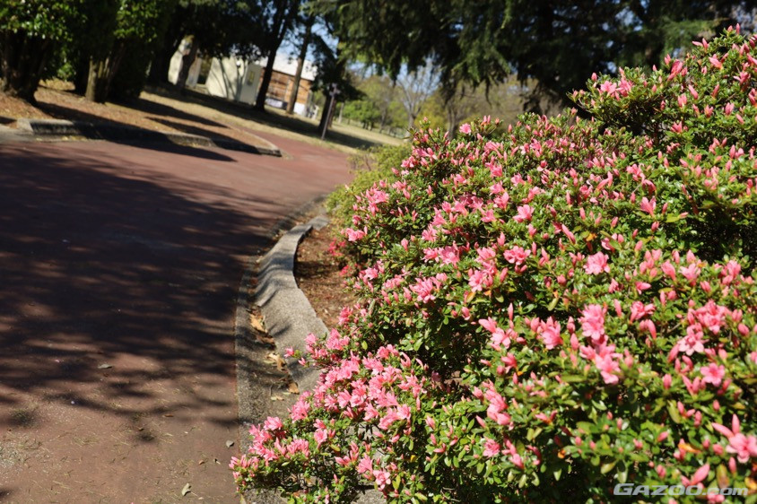 つつじが岡公園