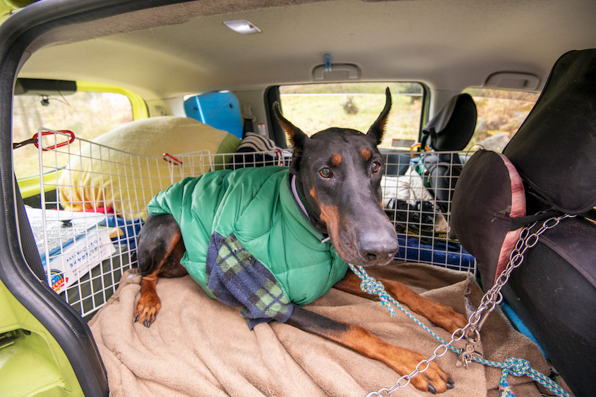 元保護犬ドーベルマンと「ママ」の、幸せの黄色いシエンタ