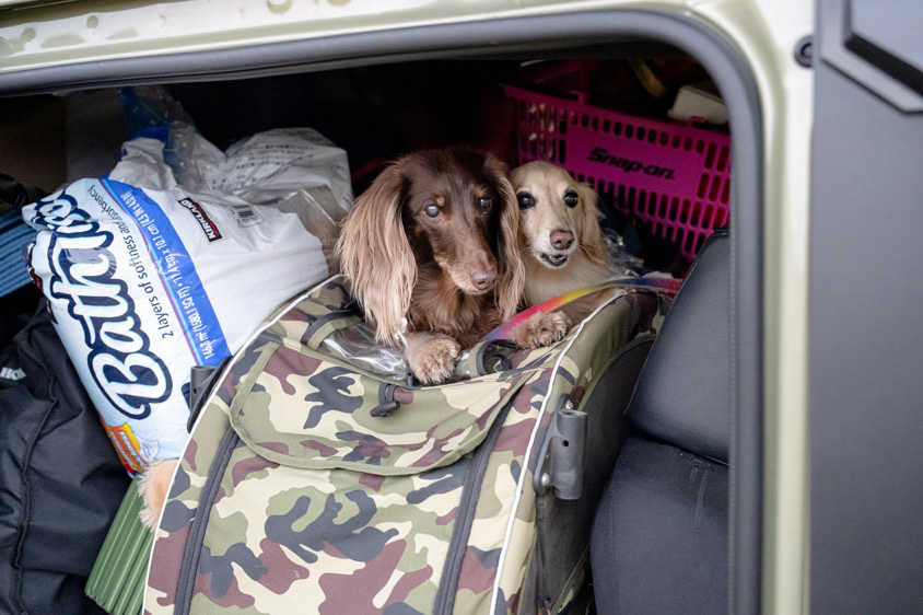 ホンダ・N-VANに乗る愛犬