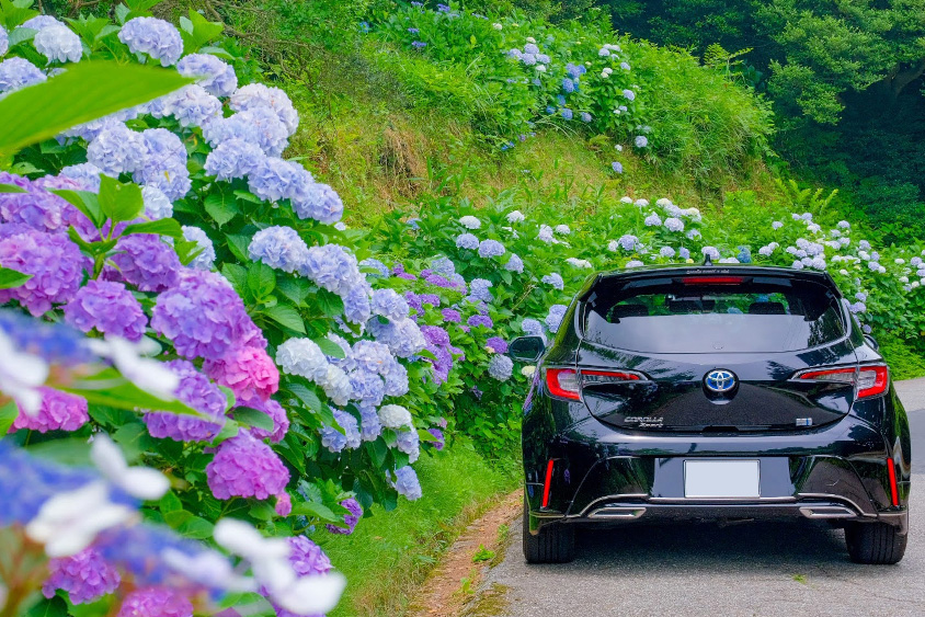 トヨタのカローラスポーツとアジサイ