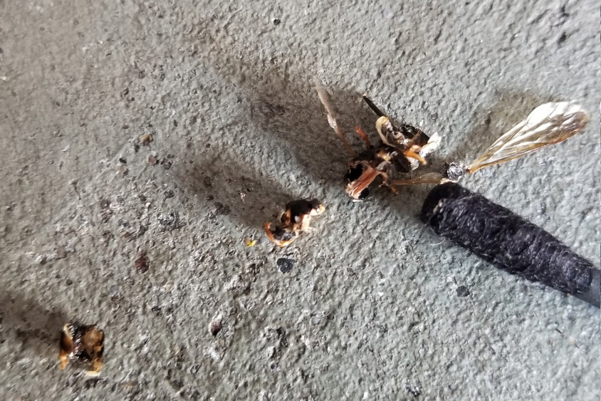 日産・ノートオーラ NISMOのエアダクトに詰まった虫