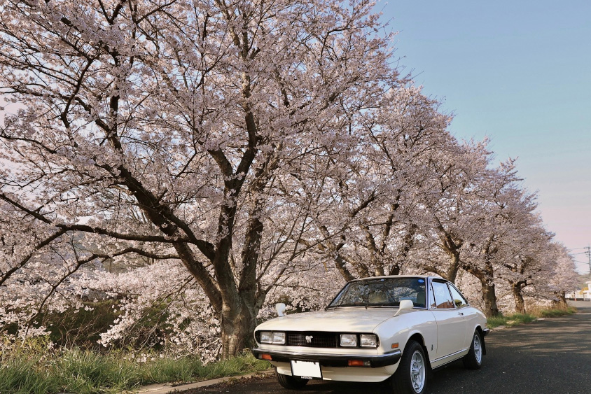 いすゞ・117クーペと桜