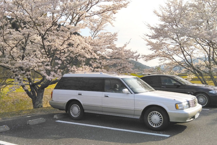 トヨタ・クラウンステーションワゴンと桜