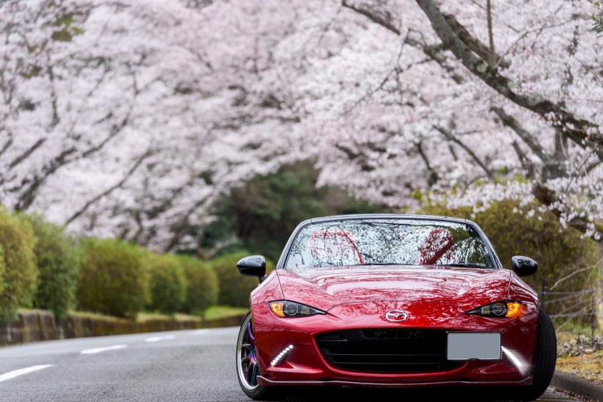マツダ・ロードスターと桜