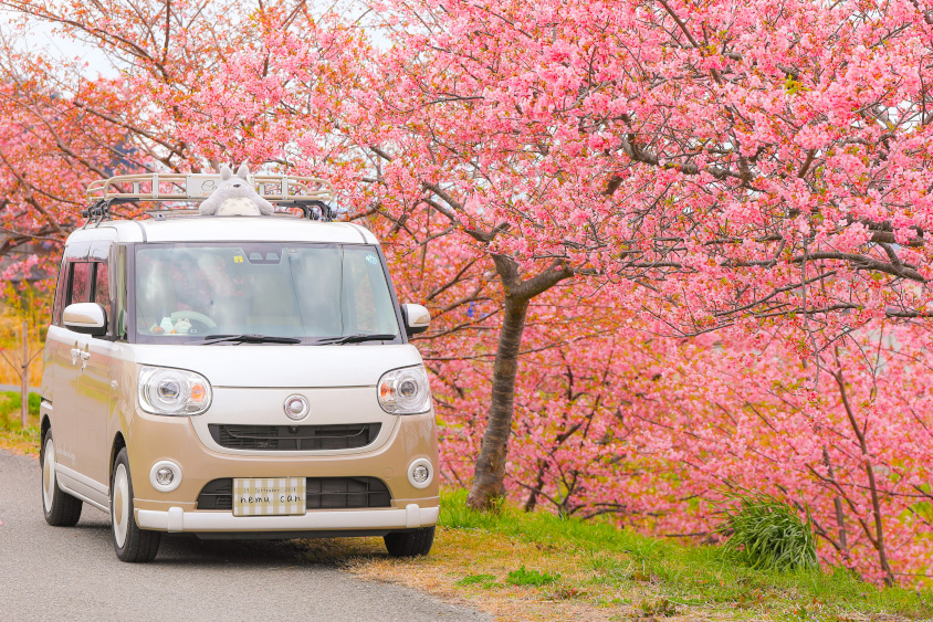 ダイハツ・ムーヴキャンバスと桜