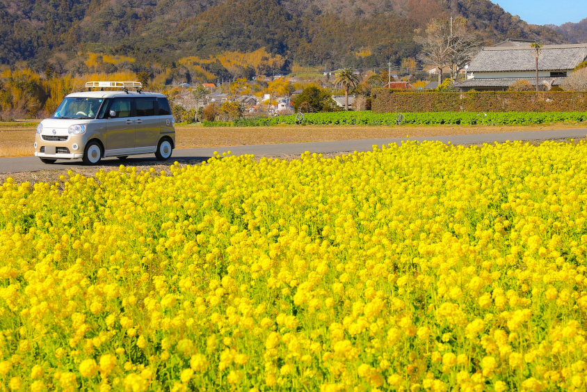 ダイハツ・ムーヴキャンバスと菜の花