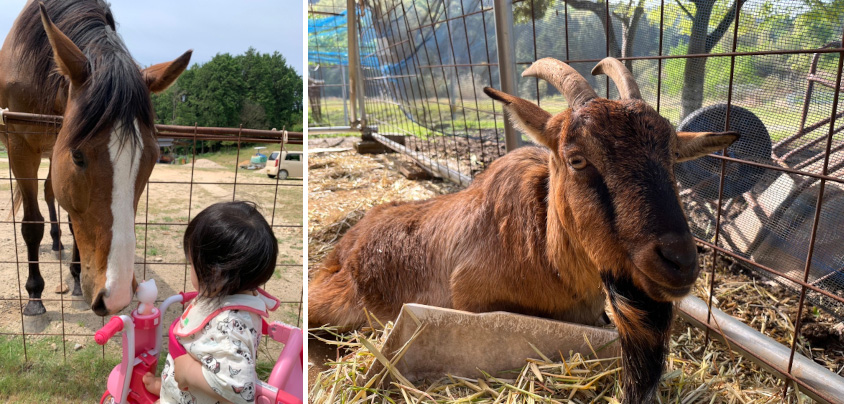 日産・シルビアコンバーチブルオーナーのよっちゃんさんの馬とヤギ