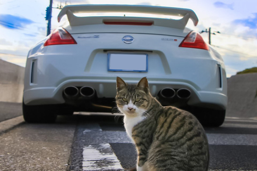 日産・フェアレディZ（Z34）のリヤと猫