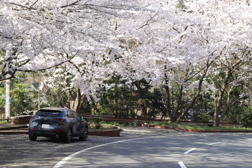 マツダ・CX-3と桜