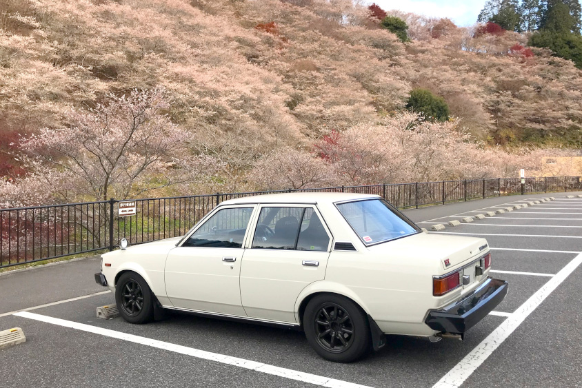 トヨタ・カローラと桜