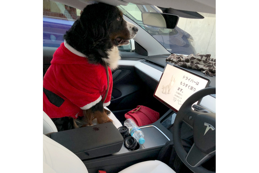 テスラ・モデル3で待つ愛犬