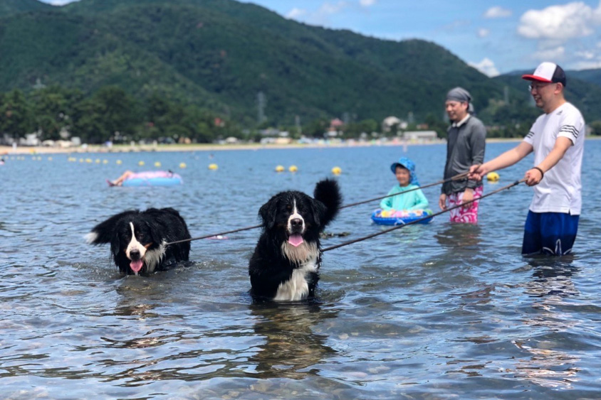 海で遊ぶ愛犬