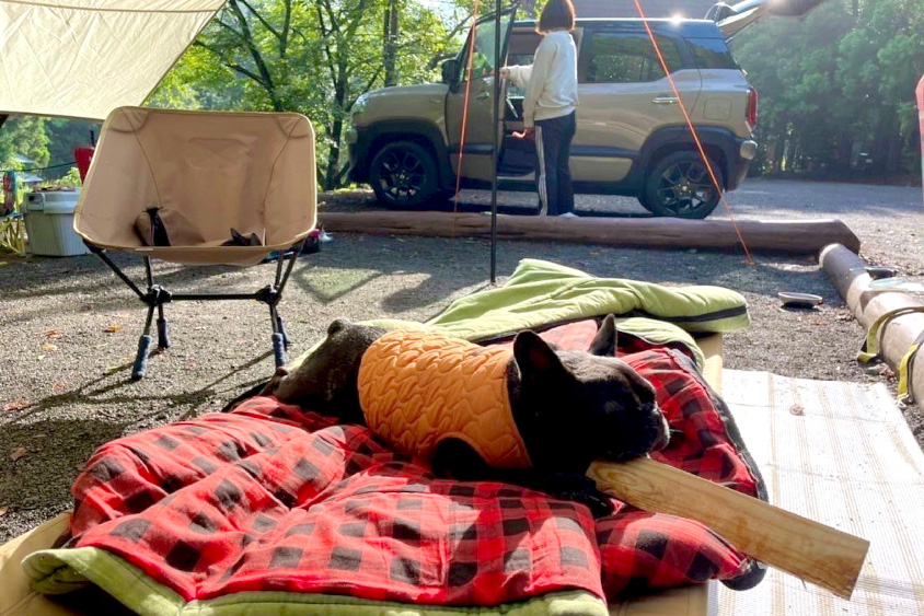 フレンチブルドッグのりずむ