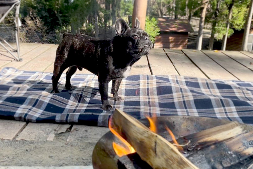 フレンチブルドッグのりずむと焚火