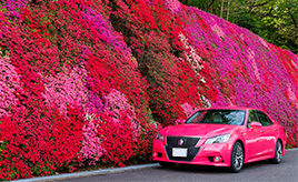 憧れだったピンククラウンがくれた、大事な家族との日々