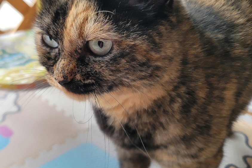 愛猫「ごまだんご」