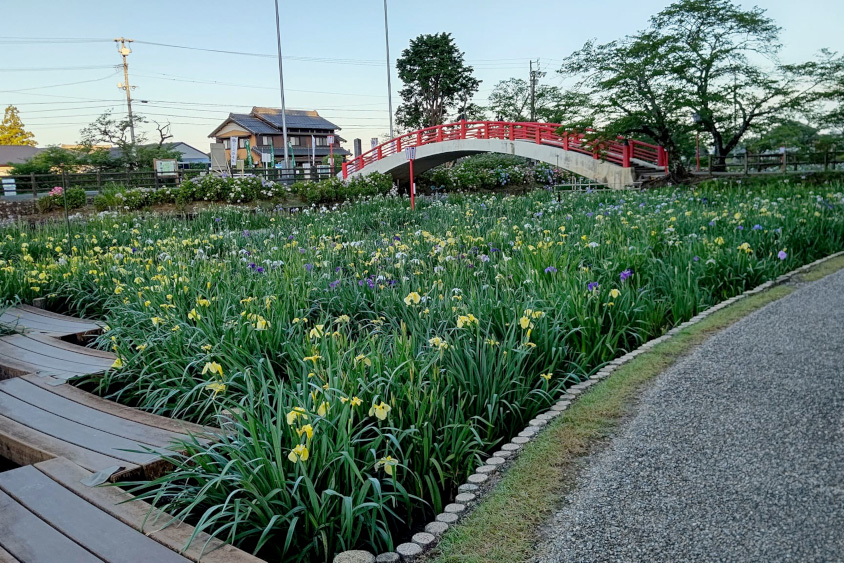 加茂しょうぶ園