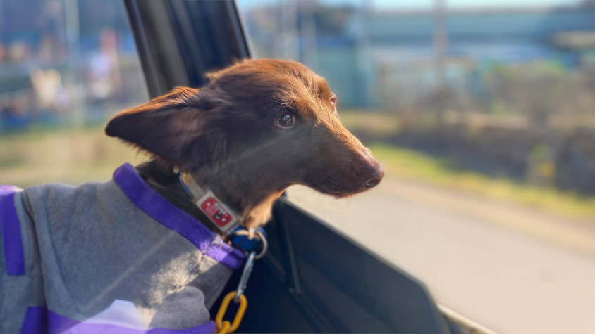 三菱・パジェロ（V93）の窓から外を見る愛犬のチョッパー